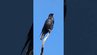 American Crow🐦Pinnacle Perch americancrow [upl. by Waers]