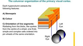 Physiology of nervous system Vision Cortex [upl. by Aramen]