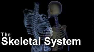 Long Term Effects Of Exercise To The Skeletal System [upl. by Ajroj958]