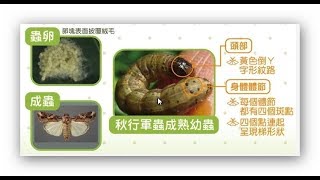 DIY琴趣手工藝秋行軍蟲草地貪夜蛾防治撲殺 DIY Family Fall armyworm prevention [upl. by Malinin]