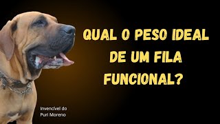 Morfologia do Fila funcional  Marcelo Castro canil Puri Moreno [upl. by Alleacim781]