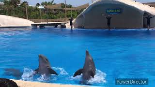 Aqualand 2022 Delfines Tenerife Costa Adeje [upl. by Oecam]