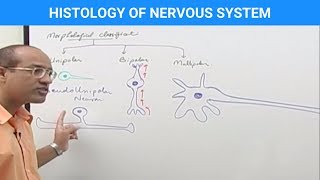 Histology of the Nervous System [upl. by Arit967]