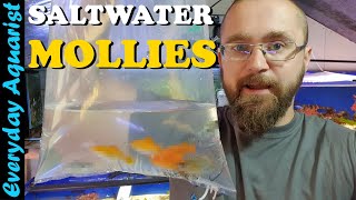 Adding GIANT SAILFIN MOLLIES To SALTWATER Aquarium Acclimation [upl. by Nalliuq]