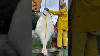 Monster Halibut from Rasberry Island Lodge [upl. by Maiocco799]