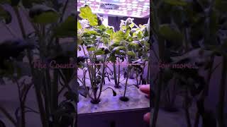 Start your Veggies asap IDOO Hydroponic review Dont forget to Subscribe [upl. by Yahsan]