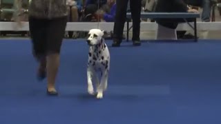 AKC  Eukanuba National Championship Sunday Night  Best in Show [upl. by Ender71]