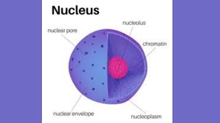 Nucleus Class 9th  Chapter 04 In Hindi and urdu [upl. by Nnaitak]