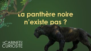 LA PANTHÈRE NOIRE NEST PAS UNE ESPÈCE ANIMALE [upl. by Murat]