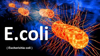 E coli  Escherichia coli   e coli bacteria in hindi  e coli microbiology [upl. by Arihat]