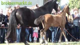 Brokser Heiratsmarkt 2012 der Pferde Markt [upl. by Lymann]