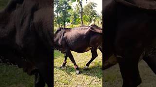 Cow Festival 🐄 animals cowvideos nature goat farming youtubeshorts shorts [upl. by Heddi]