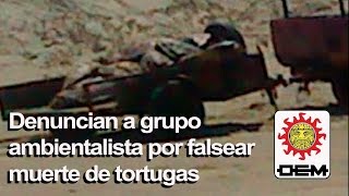 Denuncian a grupo ambientalista por falsear muerte de tortugas [upl. by Ahsiemak]