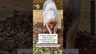 Ella es Mariana una cerdita que sobrevivió a tres tragedias 🐷❤️‍🩹 cerditos rescate [upl. by Bonne]