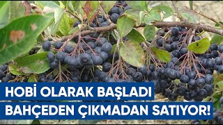 Özel Sektörü Bıraktı Süper Meyve Aronya Dikti  AGRO TV Haber [upl. by Greenlee]