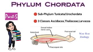 Part5 Classification of UrochordataTunicataSea Squirts3 ClassesAscidiacea Thaliaceae Larvacea [upl. by Sal410]