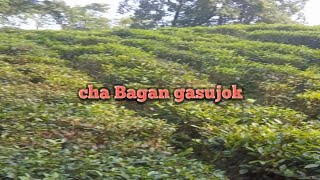 cha bagan [upl. by Rochell]