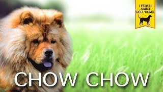 CHOW CHOW trailer documentario [upl. by Yram]