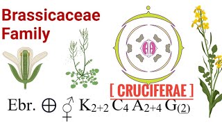 Morphology of flowering plant NCERT Part5 FOR NEET Families Cruciferae Brassicaceae [upl. by Quillon]