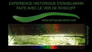 Ver de Roscoff  Expérience historique dEngelmann SVT Hervé Kempf lycée de lElorn [upl. by Londoner]