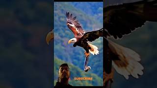 shorts eagles birds animals attitude cute funny cutebaby video comedyvideos motivation t [upl. by Aidne289]