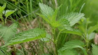 Nettle Plant Identification – Herbal Walk Series [upl. by Sharlene]