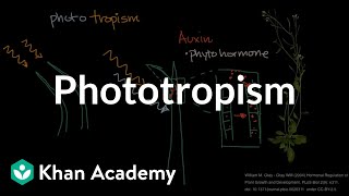 Phototropism  Plant Biology  Khan Academy [upl. by Horne240]