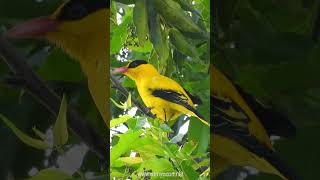 Call of the Blacknaped Oriole [upl. by Yenoh474]