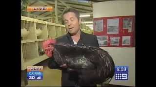 Big Black Chicken Scares Australian Reporter [upl. by Lettie733]