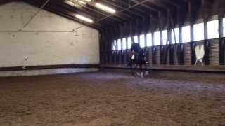 3jähriger Trakehner Wallach von Shavalou  Manhattan  Alter Fritz [upl. by Assennav]