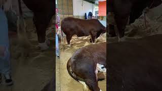 Hereford 1145kg agro brasil bbq steak eating food gaucho [upl. by Temp]