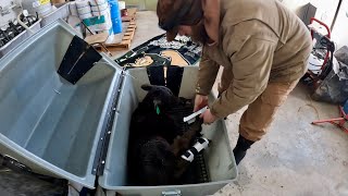 Correcting Knuckling OverFlexed Pastern On a Newborn Calf [upl. by Zared]