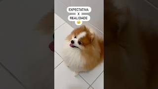 Não podia ser um pouquinho mais comedy pets pomeranian [upl. by Amelina]