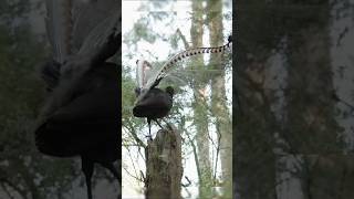 Lyrebird calling and mimicking different sound  cute birds  lyrebird YouTube 1k subscribers dash [upl. by Ruphina489]