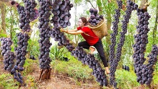 Harvesting Mutant Fig fruit go to market sell  Fig amp Goat Cheese Salad Recipe  Lý Thị Hoa [upl. by Noel]