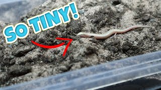 NEW WEDGESNOUTED SKINK BABIES [upl. by Sievert240]