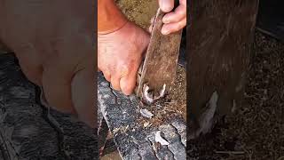 Horse hoof cutting horse hoof satisfying farrier farrierlife oddlysatisfying equestrian foal [upl. by Danyelle82]