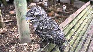 Tawny Frogmouth at Featherdale Wildlife ParkSydney Australia [upl. by Halyhs988]