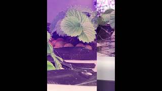 Hydroponic Strawberry DWC Grow [upl. by Neeruam]