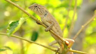 Lizard sitting on the branch animallover animal shorts [upl. by Soble]