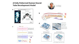 Synthetic Embryology for Building Human Embryo and Organ Models with Jianping Fu [upl. by Los]