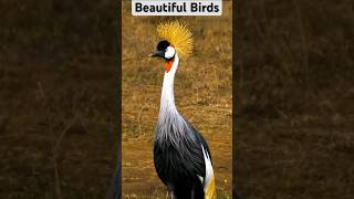 Beautiful bird in the world   bbeautifulirds cute wildlife shorts ytshorts amazing [upl. by Wiatt]