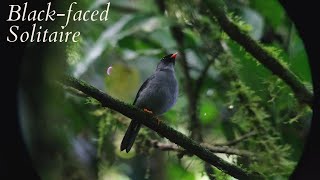 Birds of Costa Rica The Blackfaced solitaire Sounds of the Cloud forest💚🍃🐦 [upl. by Nelrah]