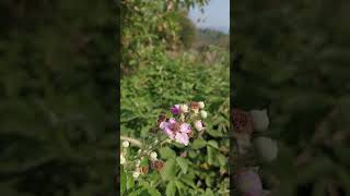 Rubus ulmifolius holy bramble elmleaf blackberry thornless blackberry flowers naturegreenhit [upl. by Knepper605]