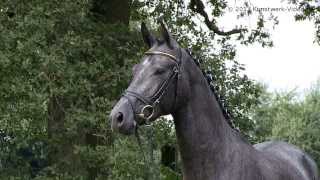 Impressionen der Trakehner Vorauswahlreise 2013 [upl. by Tegan545]