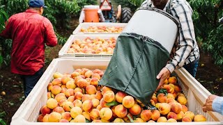 How American Farmers Produce Billions Of Peaches  Amreican Farming [upl. by Bozuwa]