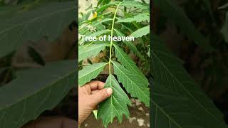 Ailanthus excelsaAralu tree ayurveda viralvideo [upl. by Dielu210]