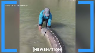 100yearold sturgeon caught in British Columbia  Morning in America [upl. by Hama]