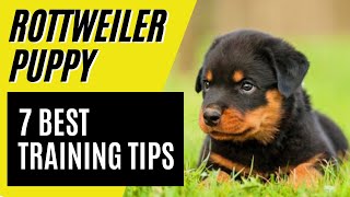 7 BEST Rottweiler Puppy Training Tips  How to train a Rottweiler [upl. by Voss]