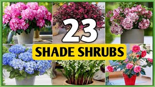 23 Best Shade Loving Shrubs For Garden  Shade Garden Shrubs  Plant and Planting [upl. by Okime]